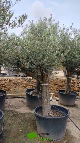 OLEA EUROPAEA C160-280L 60/80 HT180/200