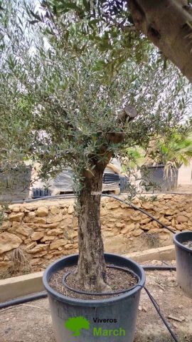 OLEA EUROPAEA C160-280L 60/80 HT180/200
