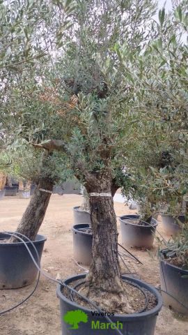 OLEA EUROPAEA C160-280L 60/80 HT180/200