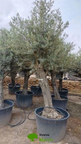 OLEA EUROPAEA C160-280L 60/80 HT180/200