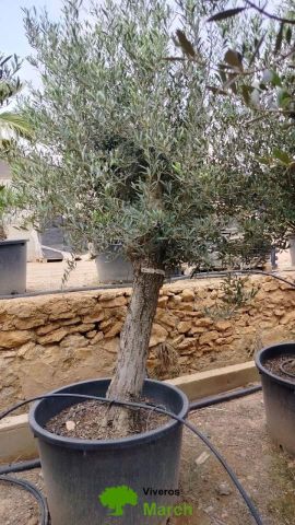 OLEA EUROPAEA C160-280L 60/80 HT180/200