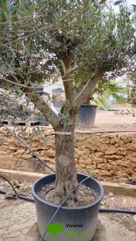OLEA EUROPAEA C160-280L 60/80 HT180/200