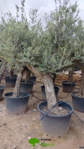OLEA EUROPAEA C160-280L 60/80 HT180/200