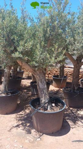 OLEA EUROPAEA C160-280L 60/80 HT180/200