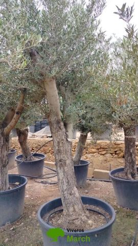 OLEA EUROPAEA C160-280L 60/80 HT180/200