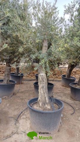 OLEA EUROPAEA C160-280L 60/80 HT180/200