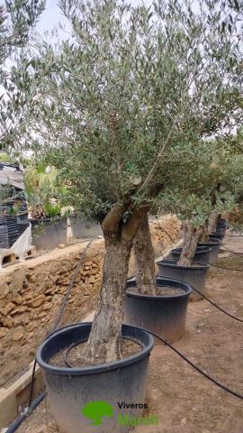 OLEA EUROPAEA C160-280L 60/80 HT180/200