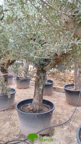 OLEA EUROPAEA C160-280L 60/80 HT180/200