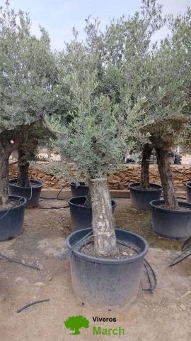 OLEA EUROPAEA C160-280L 60/80 HT180/200