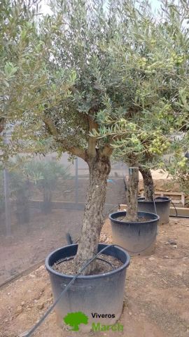 OLEA EUROPAEA C160-280L 60/80 HT180/200