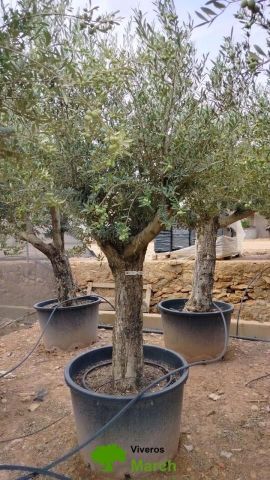 OLEA EUROPAEA C160-280L 60/80 HT180/200