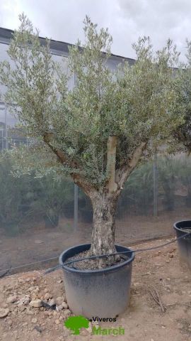 OLEA EUROPAEA C160-280L 60/80 HT180/200