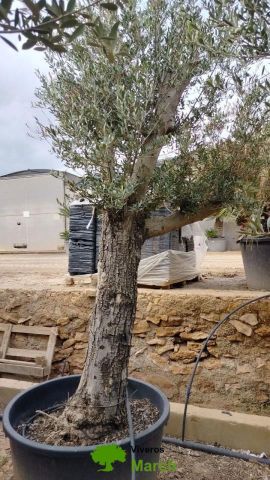 OLEA EUROPAEA C160-280L 60/80 HT180/200