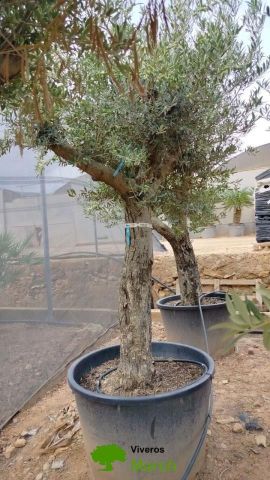 OLEA EUROPAEA C160-280L 60/80 HT180/200