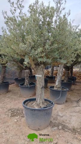 OLEA EUROPAEA C160-280L 60/80 HT180/200