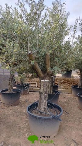 OLEA EUROPAEA C160-280L 60/80 HT180/200
