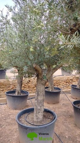 OLEA EUROPAEA C160-280L 60/80 HT180/200