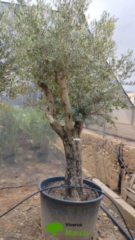 OLEA EUROPAEA C160-280L 60/80 HT180/200