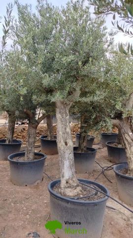 OLEA EUROPAEA C160-280L 60/80 HT180/200