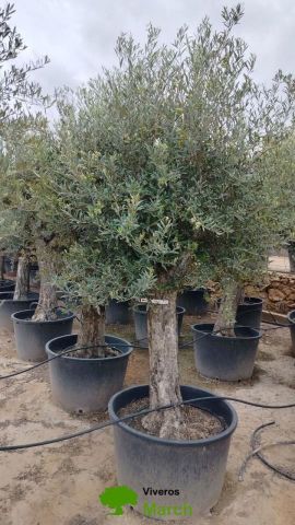 OLEA EUROPAEA C160-280L 60/80 HT180/200
