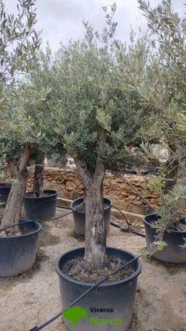 OLEA EUROPAEA C160-280L 60/80 HT180/200