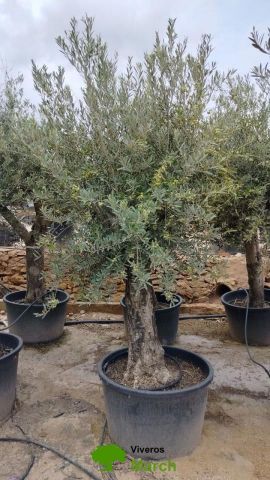 OLEA EUROPAEA C160-280L 60/80 HT180/200
