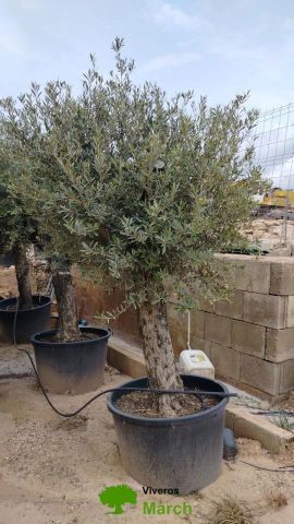 OLEA EUROPAEA C160-280L 60/80 HT180/200