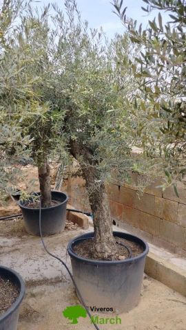 OLEA EUROPAEA C160-280L 60/80 HT180/200