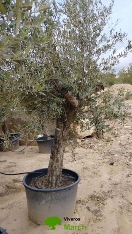 OLEA EUROPAEA C160-280L 60/80 HT180/200