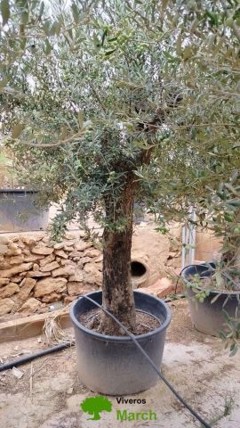 OLEA EUROPAEA C160-280L 60/80 HT180/200