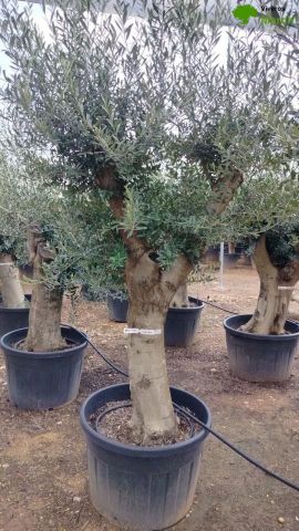 OLEA EUROPAEA - Tronco joven C150L 60/80 HT180/200