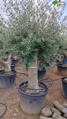 OLEA EUROPAEA - Tronco sin brazos C150L 60/80