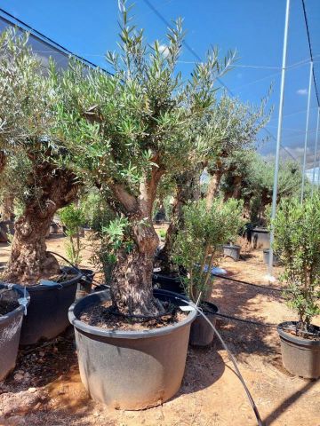 OLEA EUROPAEA C280-350L 80/100 HT250/300