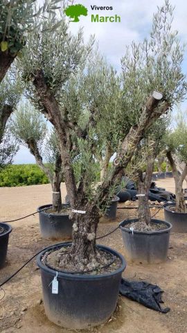 OLEA EUROPAEA C280-350L 80/100 HT250/300