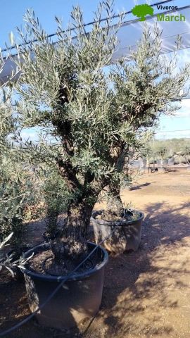 OLEA EUROPAEA C280-350L 80/100 HT250/300