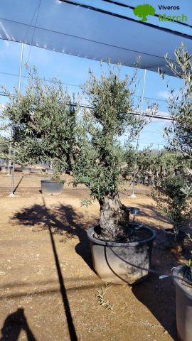 OLEA EUROPAEA C280-350L 80/100 HT250/300