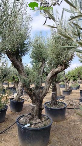 OLEA EUROPAEA C280-350L 80/100 HT250/300