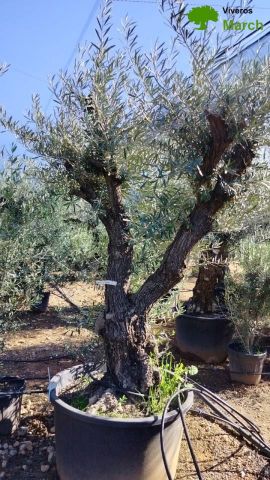 OLEA EUROPAEA C280-350L 80/100 HT250/300