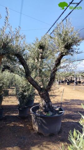 OLEA EUROPAEA C280-350L 80/100 HT250/300