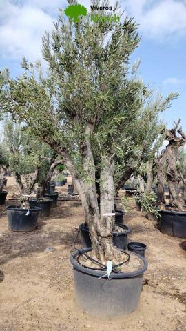 OLEA EUROPAEA C280-350L 80/100 HT250/300