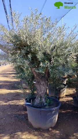 OLEA EUROPAEA C280-350L 80/100 HT250/300