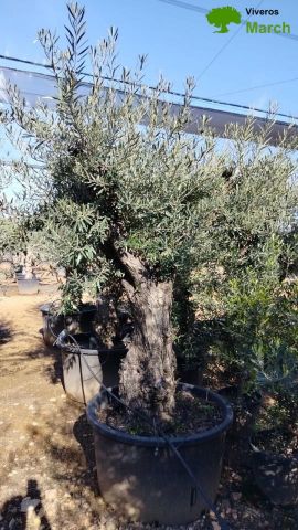 OLEA EUROPAEA C280-350L 80/100 HT250/300