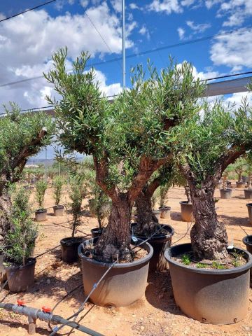 OLEA EUROPAEA C280-350L 80/100 HT250/300