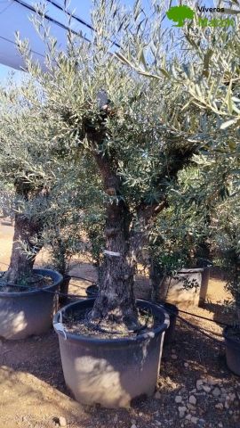 OLEA EUROPAEA C280-350L 80/100 HT250/300