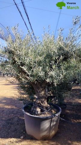 OLEA EUROPAEA C280-350L 80/100 HT250/300