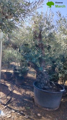OLEA EUROPAEA C280-350L 80/100 HT250/300