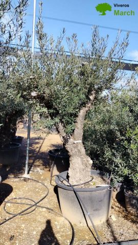 OLEA EUROPAEA C280-350L 80/100 HT250/300