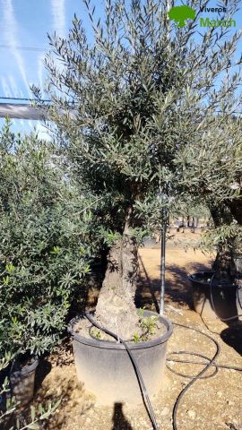 OLEA EUROPAEA C280-350L 80/100 HT250/300
