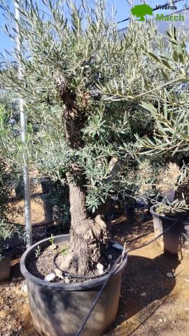 OLEA EUROPAEA C280-350L 80/100 HT250/300