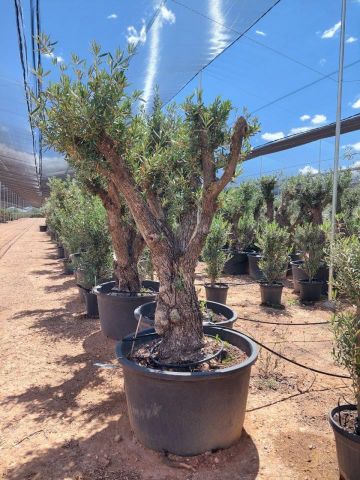 OLEA EUROPAEA C280-350L 80/100 HT250/300